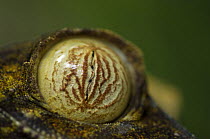 Close up of eye of Leaf tailed gecko (Uroplatus fimbriatus), Nosy Mangabe, Northeast Madagascar.