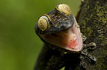 Leaf tailed gecko (Uroplatus fimbriatus) with mouth open, Nosy Mangabe, Northeast Madagascar