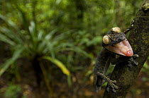 Leaf tailed gecko (Uroplatus fimbriatus) in rainforest habitat with mouth open, Nosy Mangabe, Northeast Madagascar