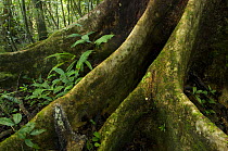 Tree roots in the rainforest, Nosy Mangabe Island, Northeast Madagascar.
