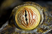 Close up of eye of Leaf tailed gecko (Uroplatus fimbriatus) eye detail, Nosy Mangabe, Northeast Madagascar.