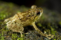 Frog (Mantidactylus sp), Nosy Mangabe, Northeast Madagascar.