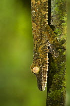 Leaf tailed gecko (Uroplatus fimbriatus), Nosy Mangabe, Northeast Madagascar