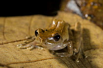 Frog (Mantidactylus leucomaculatus) on leaf, Nosy Mangabe, Northeast Madagascar
