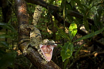 Leaf tailed gecko (Uroplatus fimbriatus) with mouth open, Nosy Mangabe, North east Madagascar