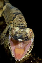 Leaf tailed gecko (Uroplatus fimbriatus) with mouth open, Nosy Mangabe, North east Madagascar