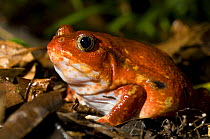 Tomato frog, (Dyscophus antongilii), Maroantsetra, Northeast Madagascar