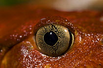 Close up of eye of Tomato frog (Dyscophus antongili) Maroantsetra, Northeast Madagascar