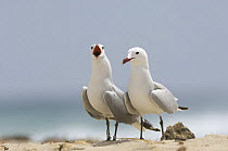 Audouin's Gull (Ichthyaetus audouinii) pair, one calling, Menorca, Balearic Islands, Spain
