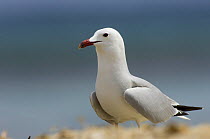 Audouin's Gull (Ichthyaetus audouinii), Menorca, Balearic Islands, Spain