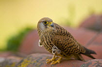 Lesser Kestrel (Falco naumanni) female on roof tiles, South Spain