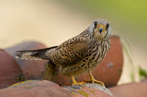 Lesser Kestrel (Falco naumanni) female on roof tiles, South Spain