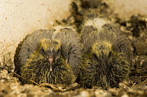 Rock Dove (Columba livia), two fledgling chicks in nest, South Spain