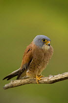 Lesser Kestrel (Falco naumanni) male, South Spain