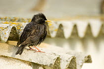 Spotless Starling (Sturnus unicolor) perched on roof tiles, South Spain