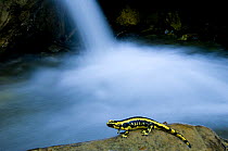 European salamander (Salamandra salamandra) on rock in stream, Pyrenees, Navarra region, Spain.