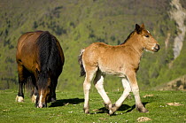 Horse and foal, Belagua Valley, Pyrenees, Navarra region, Spain.