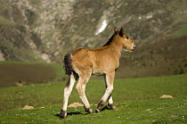 Foal, Belagua Valley, Pyrenees, Navarra region, Spain.
