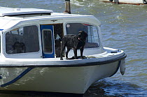 Black labrador dog (Canis familiaris) on bow of wide-beam barge cruiser at Bristol Harbour Festival, Bristol 2008
