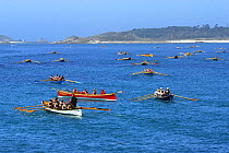Gigs rowing out to start line off Tresco for heat of World Pilot Gig Championships. Isles of Scilly, May 2008