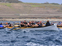 Appledore men's crew racing in their gig "Verbena" at the 19th World Pilot Gig Championships, Isles of Scilly, May 2008