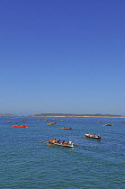 Gigs rowing out towards start line at the 19th World Pilot Gig Championships, Isles of Scilly, May 2008
