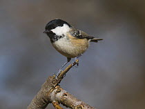 Coal Tit {Periparus ater} perched, Northumberland, UK