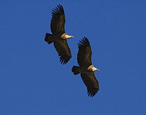 Pair of Griffon Vultures {Gyps fulvus} parallel flying in courtship, Sierra de Grazalema, Andalusia, Spain