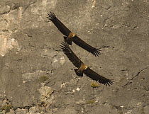 Griffon Vulture {Gyps fulvus} pair flying in parellel courtship flight in front of breeding cliff, Garganta Verde, Sierra de Grazalema, Andalusia, Spain