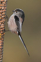 Long-tailed Tit {Aegithalos caudatus} feeding on peanut feeder, Northumberland, UK