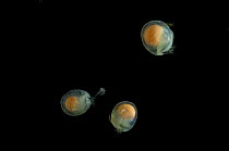 Deepsea Ostracods {Azygocypridina imperialis} from the eastern side of the mid-Atlantic Ridge, 2500m.