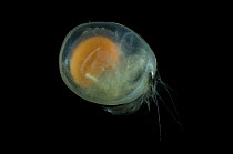 Deepsea Ostracod {Azygocypridina imperialis} from the Eastern side of the mid-Atlantic Ridge, 2500m.