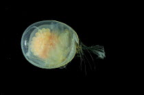 Deepsea Ostracod {Azygocypridina imperialis} from the Eastern side of the mid-Atlantic Ridge, 2500m.