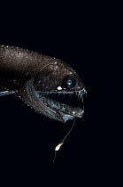 Snaggletooth {Borostomias sp} deepsea fish with luminescent snare, from the Mid-Atlantic Ridge
