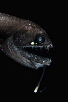 Snaggletooth {Borostomias sp} deepsea fish with luminescent snare, from the Mid-Atlantic Ridge