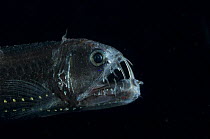 Viperfish {Chauliodus sloani} deepsea, from the Mid-Atlantic Ridge, 400-520m, during the day