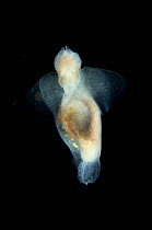 Sea angel{Clione limacina} deepsea, from mid Atlantic ridge, caught between 50 - 200m at night