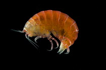 Amphipod (Eurythenes sp) caught between 200 and 50m at night, from Mid-atlantic ridge