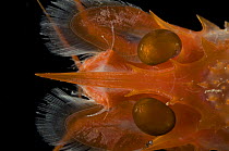 Close up of face, eyes and mouthparts of Deep sea shrimp {Glyphocrangon sp} mid Atlantic ridge