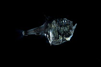 Hatchetfish {Argyropelecus hemigymnus} from the Mid-Atlantic Ridge, 400 - 500m