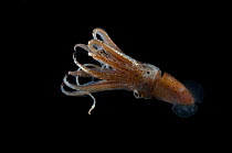 Deepsea squid {Histioteuthis bonellii} from the Mid-Atlantic Ridge, 200 - 50m