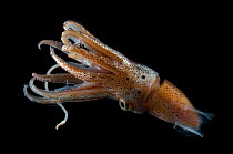 Deepsea squid {Histioteuthis bonellii} showing chromatophores, from the Mid-Atlantic Ridge, 200 - 50m