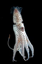Deepsea squid {Histioteuthis bonellii} showing chromatophores changing colour, from the Mid-Atlantic Ridge, 200 - 50m