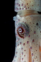 Deepsea squid {Histioteuthis bonellii} showing chromatophores changing colour, from the Mid-Atlantic Ridge, 200 - 50m