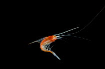 Immature mysid / Opossoum shrimp {Gnathophausia sp} from Mid-Atlantic Ridge, 450 -550m at night