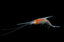 Immature mysid / Opossoum shrimp {Gnathophausia sp} from Mid-Atlantic Ridge, 450 -550m at night
