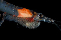 Lateral view of Krill {Euphausiacea} mid atlantic ridge, 100-150m at night