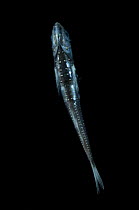 Lanternfish {Myctophum punctatum} ventral view, from the mid-Atlantic ridge at 100-150m at night