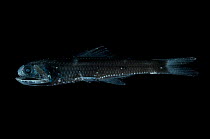 Lanternfish {Notoscopelis sp} from the mid-Atlantic ridge from 100-150m at night