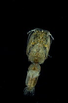 Deep sea Parasitic copepod {Copepoda} from the mid-Atlantic ridge, depth 100-150m, at night